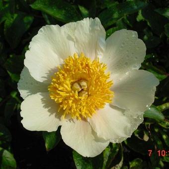 Paeonia 'Claire de Lune'