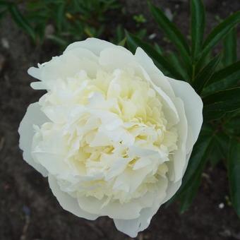 Paeonia lactiflora 'Duchesse de Nemours'