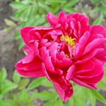 Paeonia `Karl Rosenfield` - Pioen - Paeonia `Karl Rosenfield`