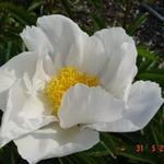 Paeonia lactiflora 'Krinkled White' - Pioen - Paeonia lactiflora 'Krinkled White'