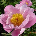 Paeonia lactiflora 'Nymphe' - Pioen