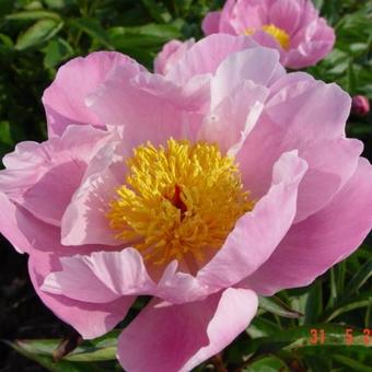 Paeonia lactiflora 'Nymphe'