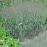 Panicum virgatum 'JS Black and Blue' - Vingergras