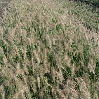 Pennisetum alopecuroides 'Hameln'