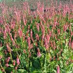 Persicaria amplexicaulis 'Betty Brandt' - Duizendknoop