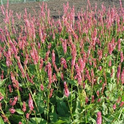 Duizendknoop - Persicaria amplexicaulis 'Betty Brandt'