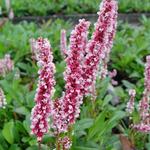 Persicaria affinis 'Dimity' - Duizendknoop