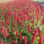 Persicaria amplexicaulis 'Sangre' - Duizendknoop