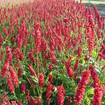 Persicaria amplexicaulis 'Sangre'