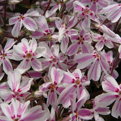 Phlox subulata 'Candy Stripes' - Kruipphlox