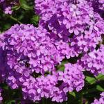 Phlox paniculata 'Hesperis' - Floks, vlambloem