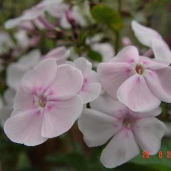 Phlox paniculata 'Monica Lynden-Bell'