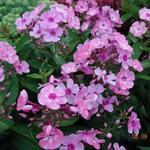 Phlox paniculata 'SWEET SUMMER Candy' - Floks, vlambloem