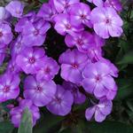 Phlox paniculata 'SWEET SUMMER Temptation' - Floks, vlambloem