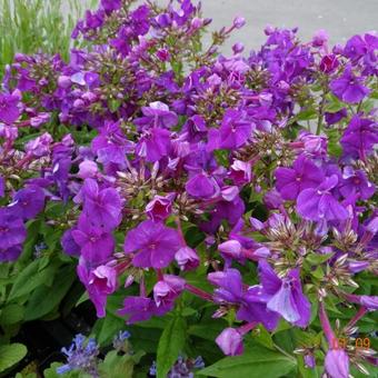 Phlox paniculata 'Violet FLAME'