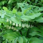 Polygonatum x hybridum 'Weihenstephan'  - Tuinsalomonszegel - Polygonatum x hybridum 'Weihenstephan' 