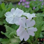 Primula sieboldii 'Coshibori' - Sleutelbloem