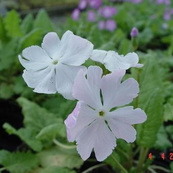 Primula sieboldii 'Coshibori'