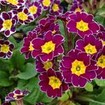 Primula elatior 'Silver Lace Purple' - Sleutelbloem