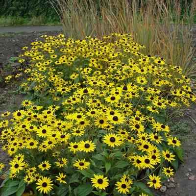 Zonnehoed - Rudbeckia fulgida var. deamii