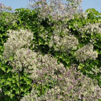 Thalictrum 'Elin'