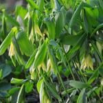 Uvularia grandiflora var. pallida - Huigkruid