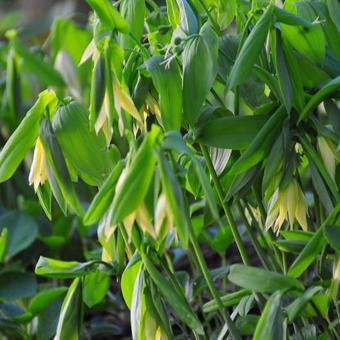 Uvularia grandiflora var. pallida