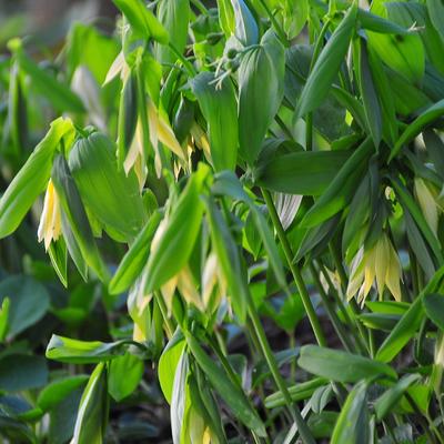 Huigkruid - Uvularia grandiflora var. pallida