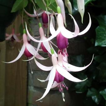 Fuchsia 'Cascade'