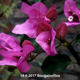 Bougainvillea