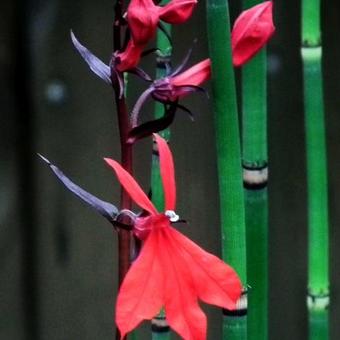 Lobelia cardinalis