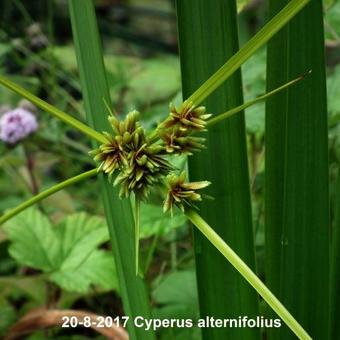 Cyperus alternifolius