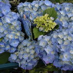 Hydrangea macrophylla 'Bela' - Bolhortensia