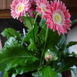 Gerbera Garvinea 'Sweet Memories' - Gerbera