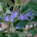 Caryopteris x clandonensis 'Worcester Gold' - Blauwe spirea, Baardbloem