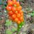 Arum italicum