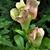 Antirrhinum