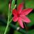 Hesperantha coccinea 'Major'