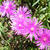 Delosperma cooperi