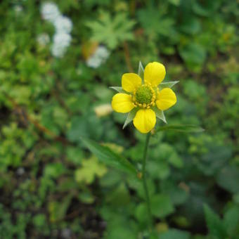 Geum urbanum