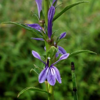 Lobelia sessilifolia