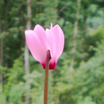 Cyclamen purpurascens