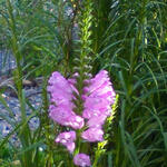 Physostegia virginiana 'Rosea' - Scharnierplant - Physostegia virginiana 'Rosea'