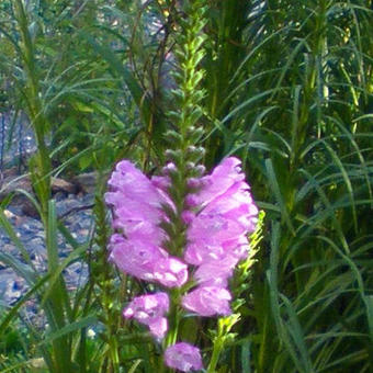 Physostegia virginiana 'Rosea'