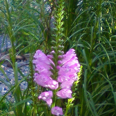 Physostegia virginiana 'Rosea' - Scharnierplant