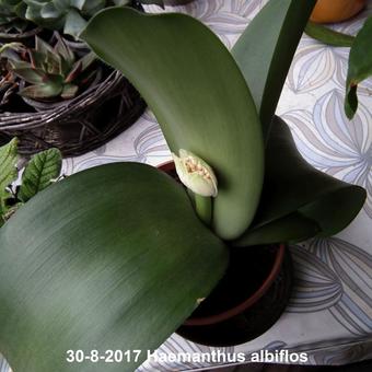 Haemanthus albiflos