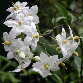 Solanum jasminoides 'Album'