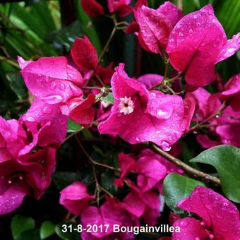 Bougainvillea