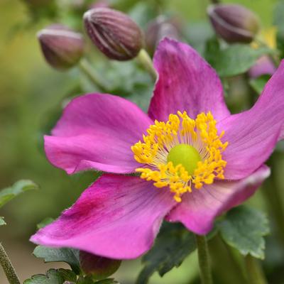 Herfstanemoon - Anemone hupehensis FANTASY 'Red Riding Hood'