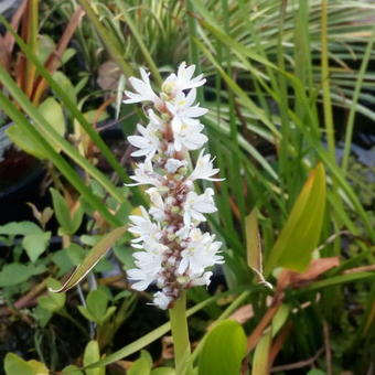 Pontederia cordata 'White Pike'